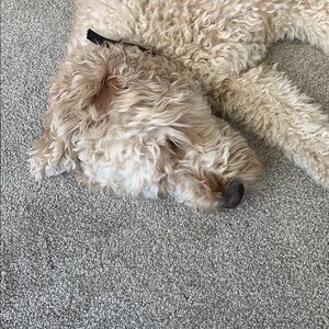 Meet your Posher, Matthew